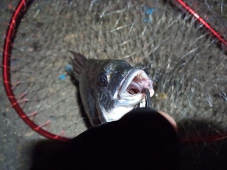 2022/05/22 南港ヘチ釣り釣行　～短時間～