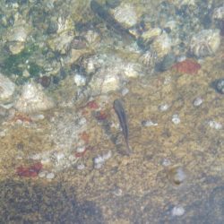 ハゼ釣り日和(@^▽^@)