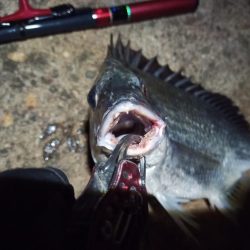 2022/05/23 南港ライトゲーム釣行