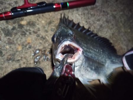 2022/05/23 南港ライトゲーム釣行