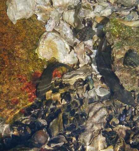 (^^)一日中!のんびりハゼ釣り