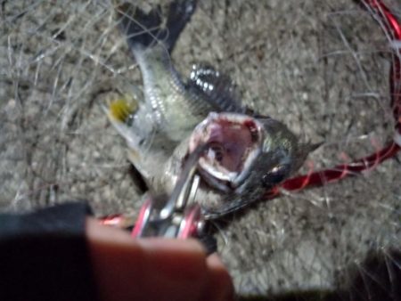 2022/05/25 南港ヘチ釣り釣行