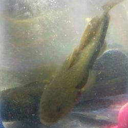 (^^)過ごしやすい釣り日和