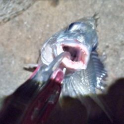 2022/05/27 南港ライトゲーム釣行