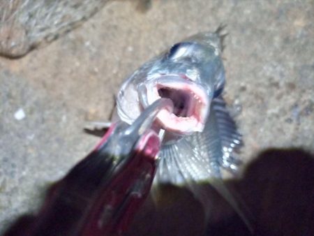 2022/05/27 南港ライトゲーム釣行