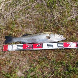 宮津シーバス&マゴチ