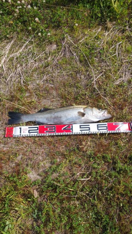 宮津シーバス＆マゴチ