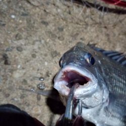 2022/05/29 南港ヘチ釣り釣行