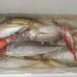 泉州丸　釣果