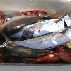 泉州丸　釣果