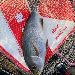 和歌山市江(吉丸渡船)で磯フカセ