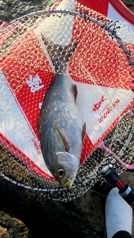 和歌山市江(吉丸渡船)で磯フカセ