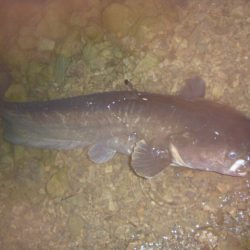 なまず→バス→なまず