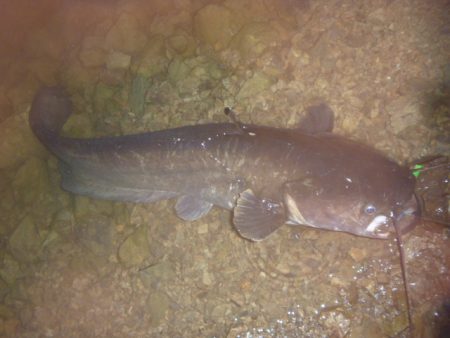 なまず→バス→なまず