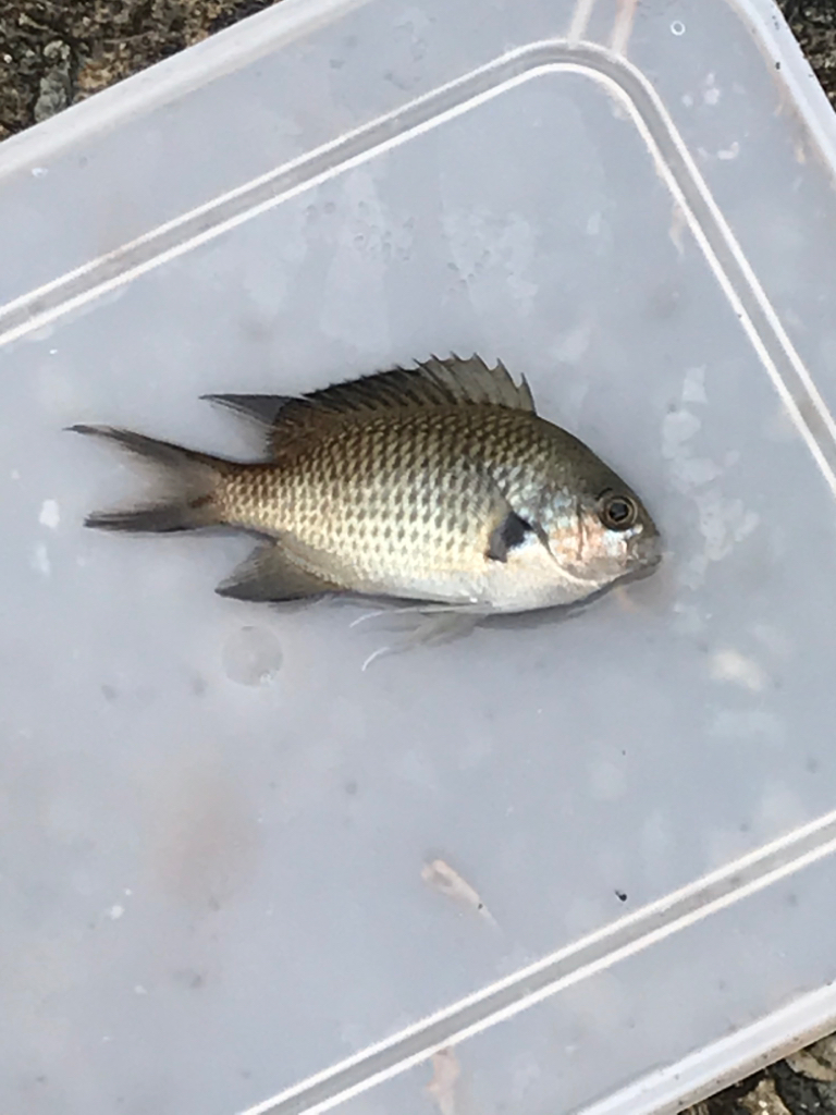 サビキ四目達成