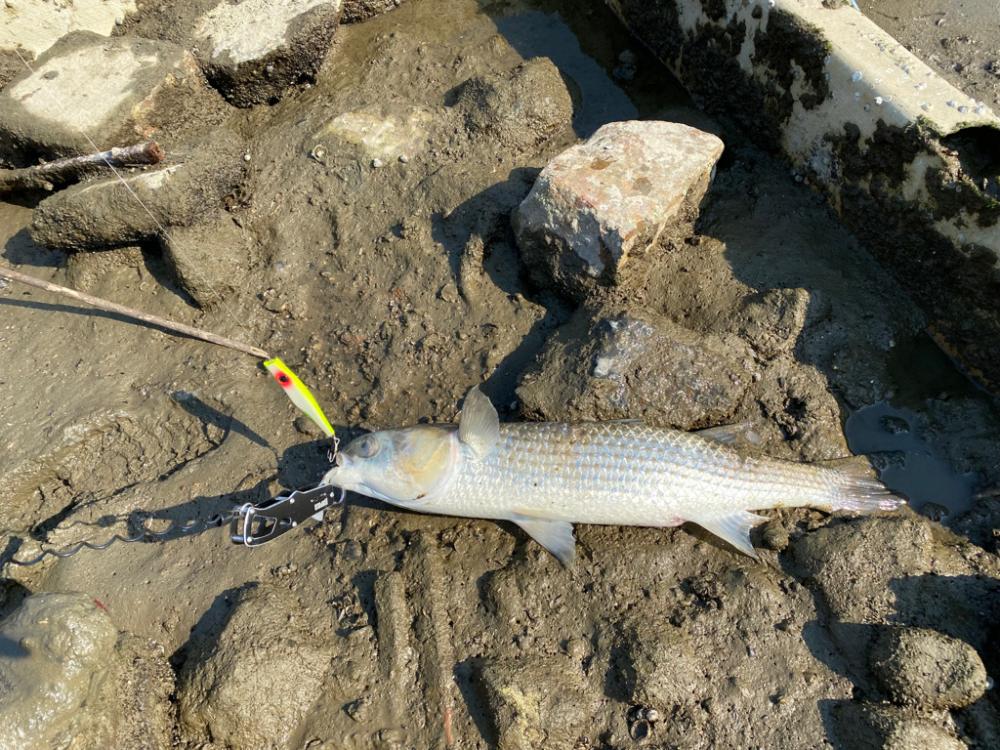 満月後の昼間は1番釣れない事を証明する