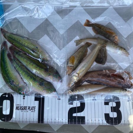 ちょい投げキス釣り