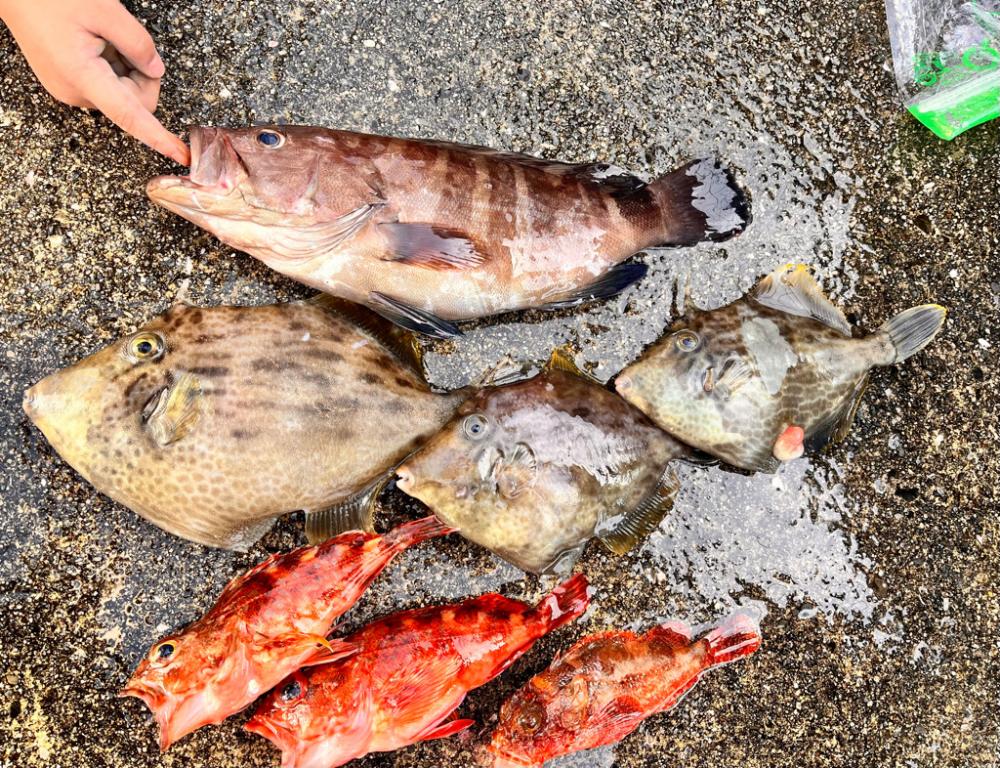 ゴールデン五目便