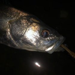 前に釣った魚と再会!?
