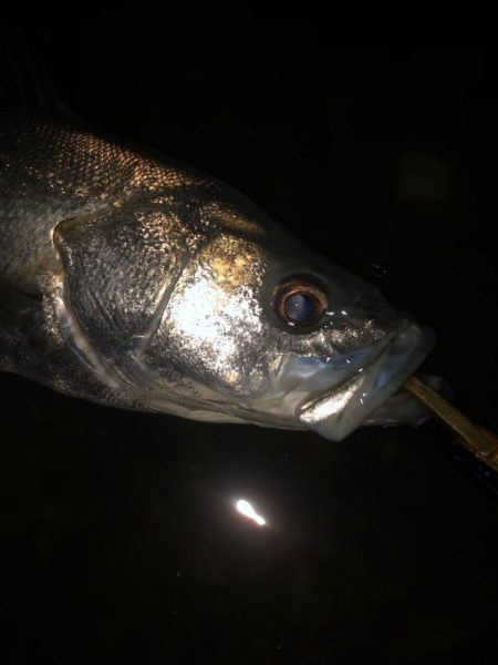 前に釣った魚と再会!?