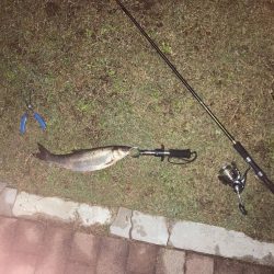 雨上がりシーバス