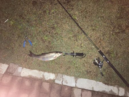 雨上がりシーバス