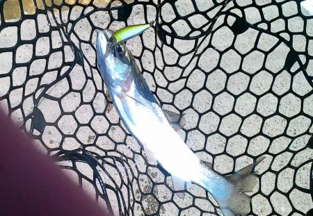 炎天下トラウト爆釣！