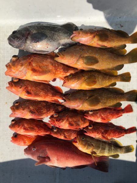 鳥取沖で、ネギング