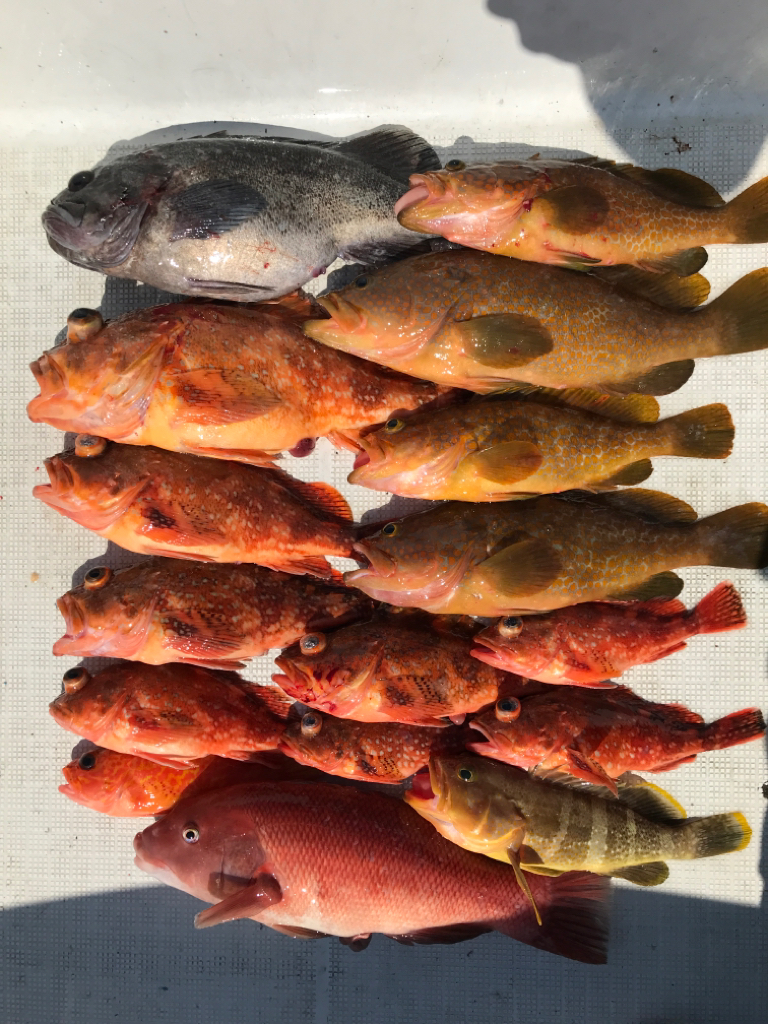 鳥取沖で、ネギング