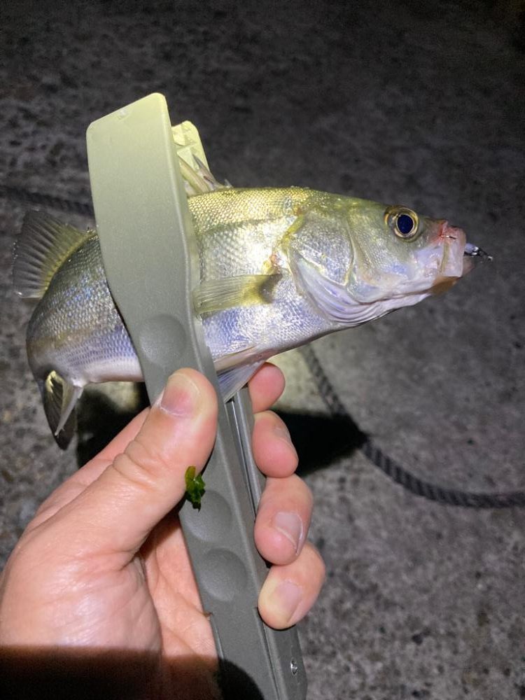 深夜のメバリング