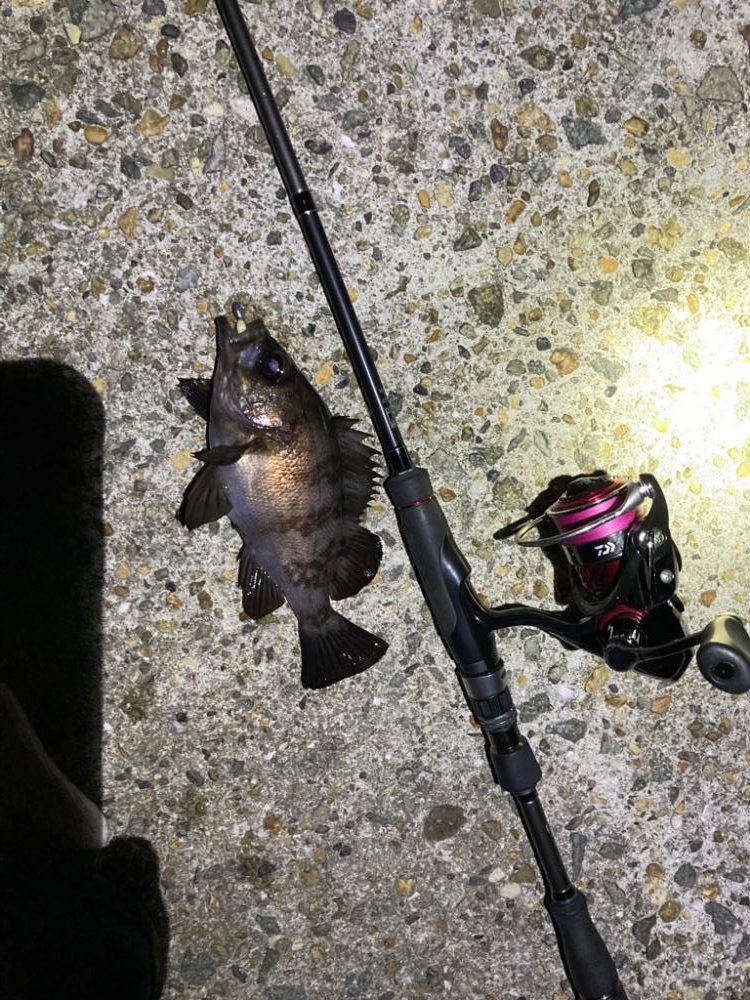 デカいのバラす