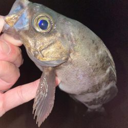 サーフメバリング