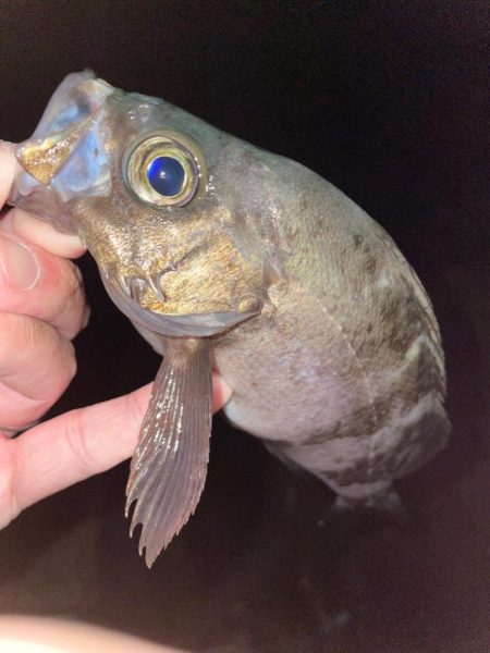 サーフメバリング