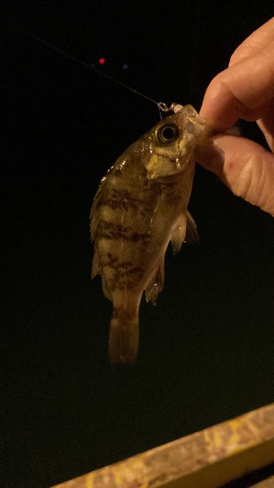 春メバル開幕！