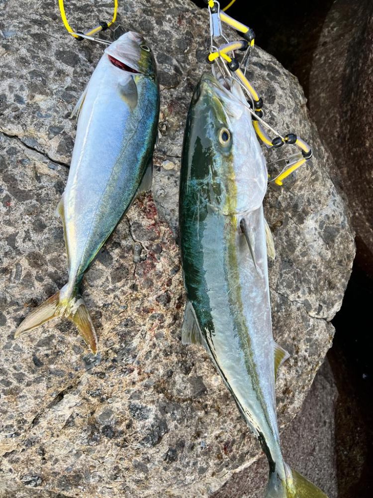 メジロ71センチ ハマチ50センチ