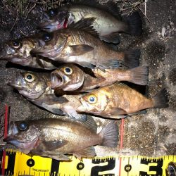 満月メバリング