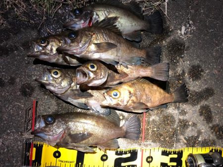 満月メバリング