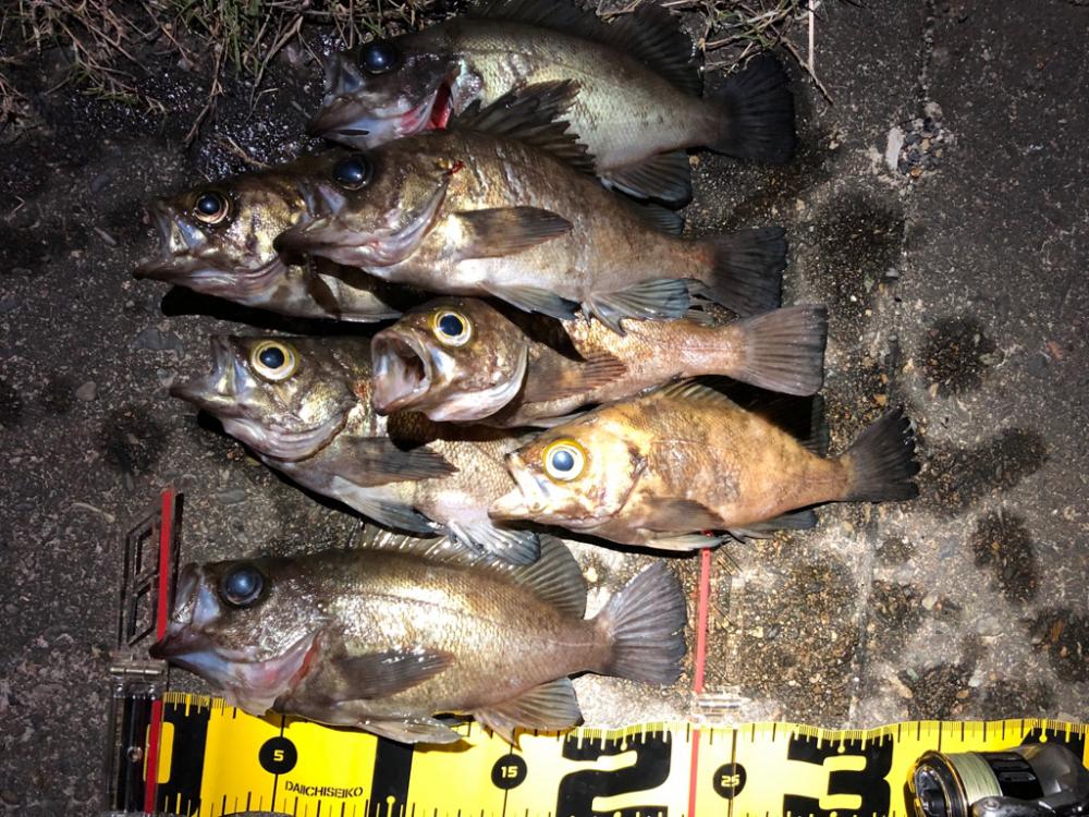 満月メバリング