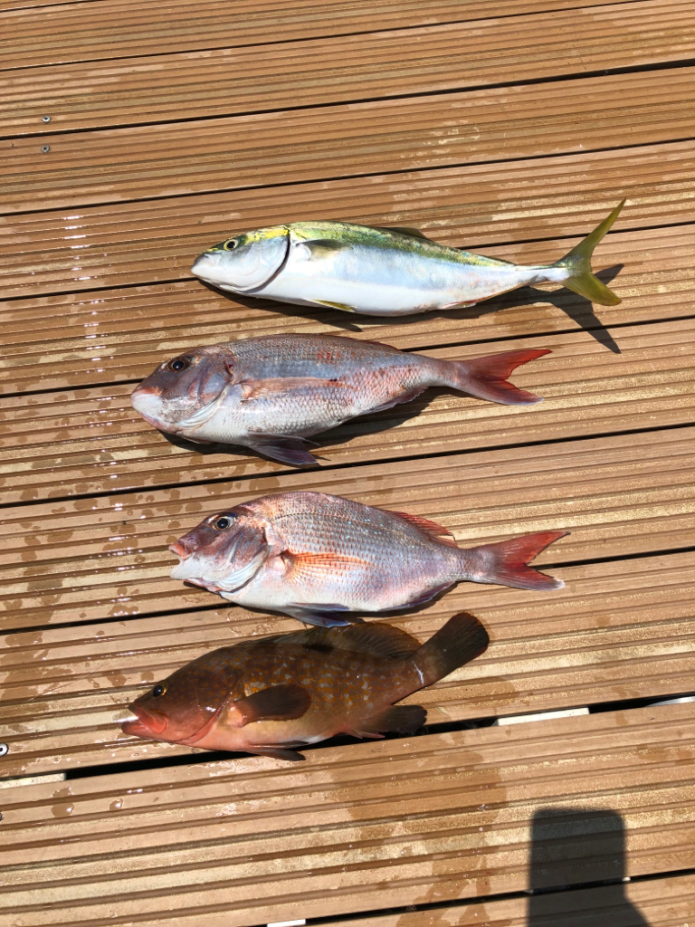 アコウとサバフグ