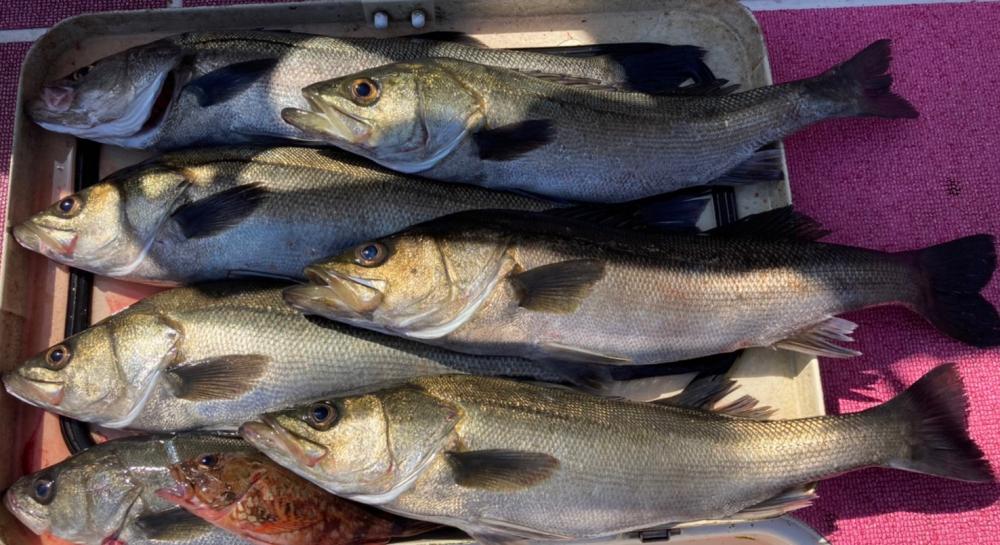 おニューロッドの鱗付け完了w