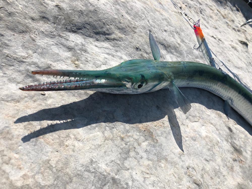 大阪で青物釣れてるが和歌山遠征