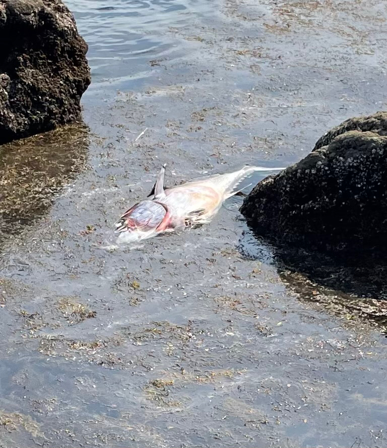 スーパーライトショアジギング