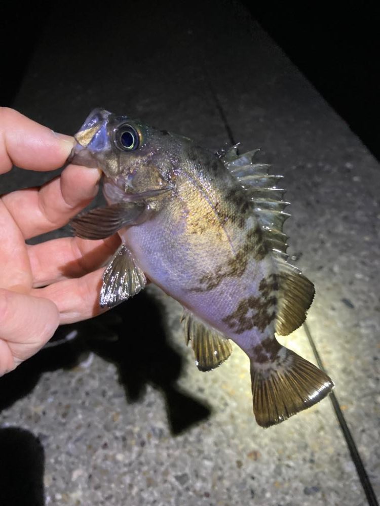 ジグ単ドリフト