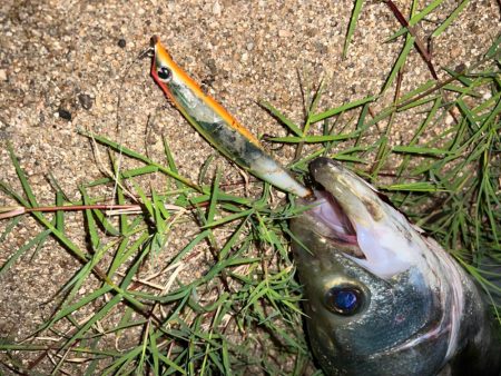 岸壁のシーバス