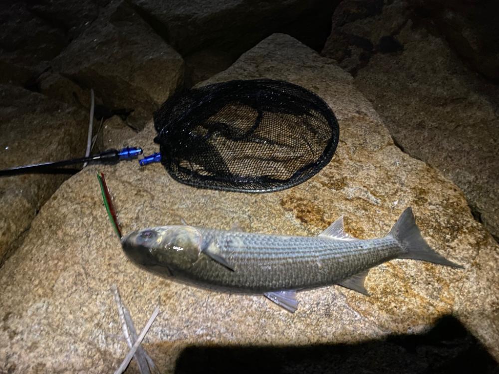 淀川バチパターン最盛期