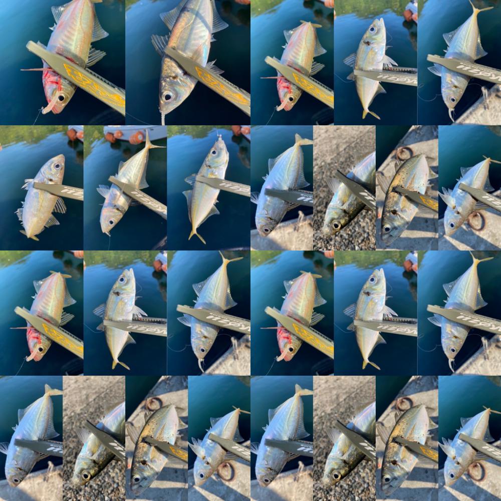 型狙いのマズメ勝負