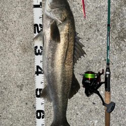 70upのシーバスとメタボ体型のチヌ