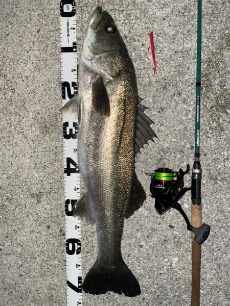 70upのシーバスとメタボ体型のチヌ