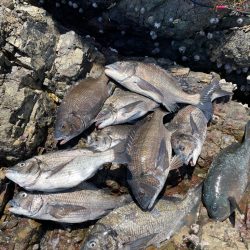 鶴見にで歳無し！