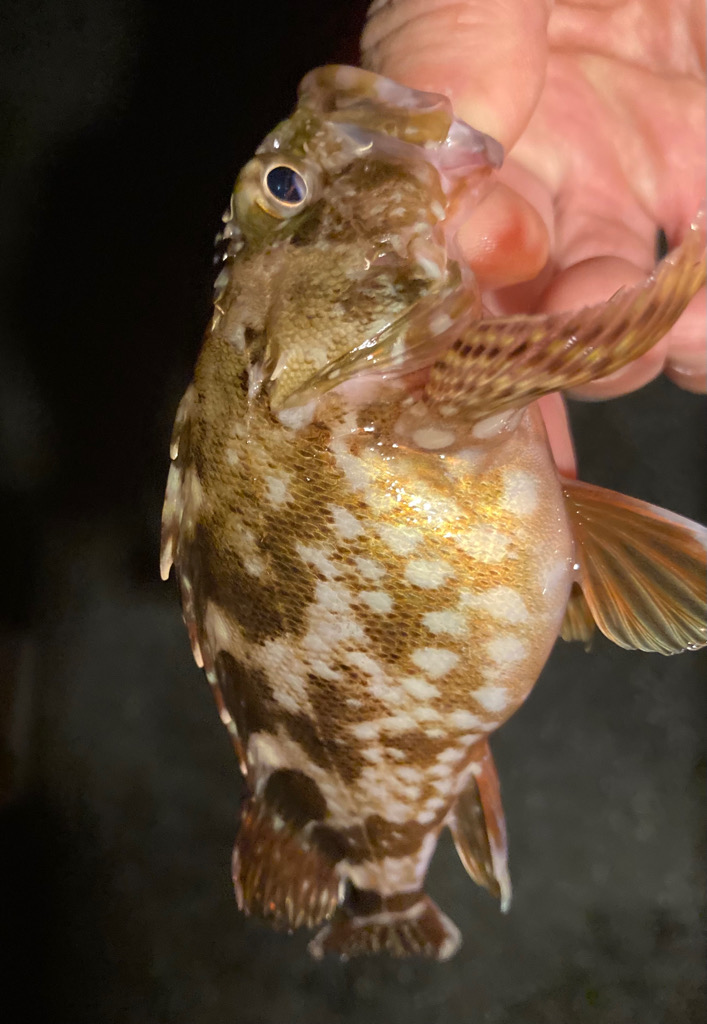 メバルを探しに!